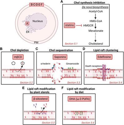 Alteration of cholesterol distribution at the plasma membrane of cancer cells: From evidence to pathophysiological implication and promising therapy strategy